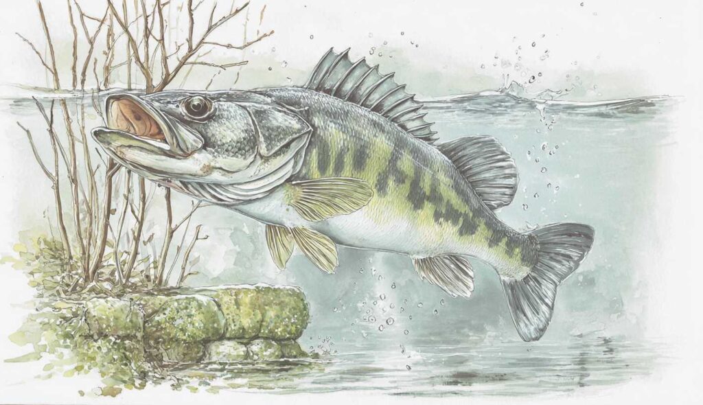 Fisch Tassen Aquarell Kollektion – Geschenkidee für Fischliebhaber